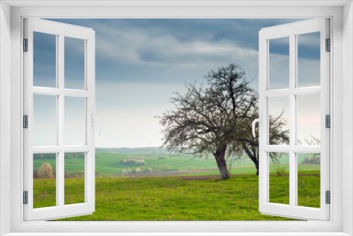 Fototapeta Naklejka Na Ścianę Okno 3D - Tree on the field with green fresh grass in the spring. landscape green grass field with blooming tree and blue sky.