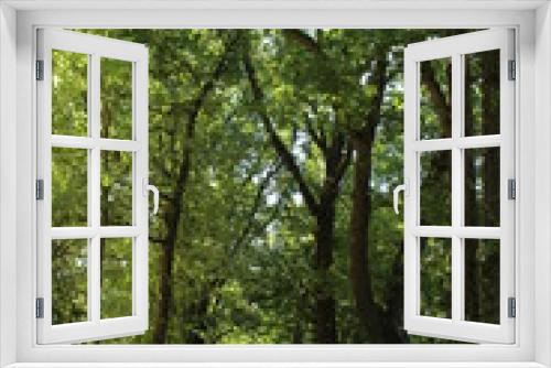 Fototapeta Naklejka Na Ścianę Okno 3D - Im kühlen Wald
