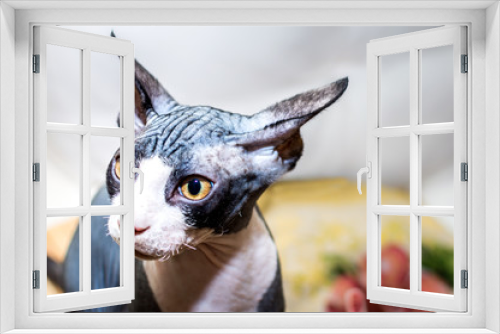 Fototapeta Naklejka Na Ścianę Okno 3D - Portrait of a sphinx breed cat. Closeup. Angry look