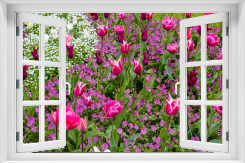 Fototapeta Naklejka Na Ścianę Okno 3D - Tulpen