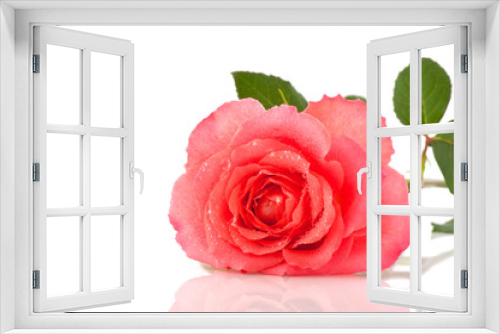 Fototapeta Naklejka Na Ścianę Okno 3D - Fresh pink rose