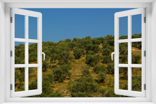 Fototapeta Naklejka Na Ścianę Okno 3D - An Olive field on a mountain