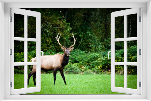 Fototapeta Naklejka Na Ścianę Okno 3D - Bull Elk