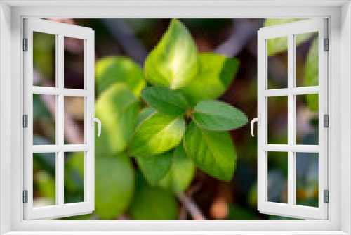 Fototapeta Naklejka Na Ścianę Okno 3D - foliage