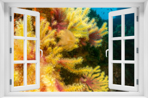 Fototapeta Naklejka Na Ścianę Okno 3D - gorgonia en el mediterráneo con fondo azul