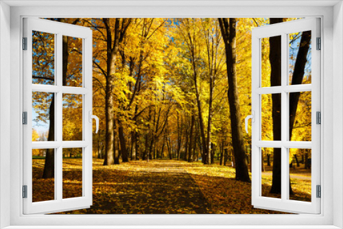 Fototapeta Naklejka Na Ścianę Okno 3D - Beautiful autumn landscape with yellow trees and sun. Colorful foliage in the park