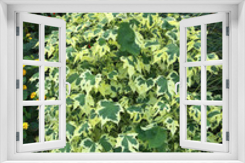 Fototapeta Naklejka Na Ścianę Okno 3D - Abutilon hybridum savitzii