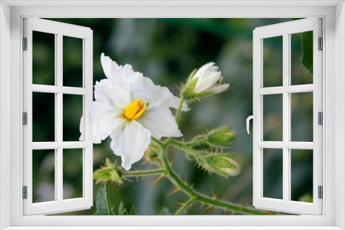 Fototapeta Naklejka Na Ścianę Okno 3D - white flower of Solanum Sisymbriifolium plant