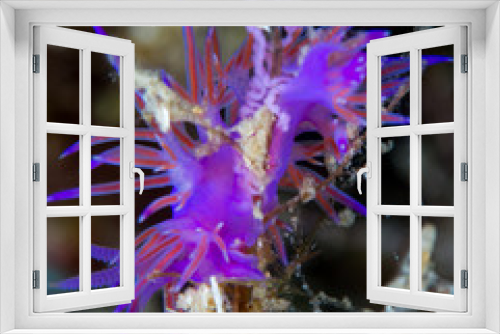 Fototapeta Naklejka Na Ścianę Okno 3D - nudibranquio en la costa brava, mar mediterraneo