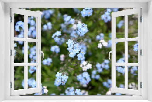 Fototapeta Naklejka Na Ścianę Okno 3D - Small blue flowers blooming in a garden