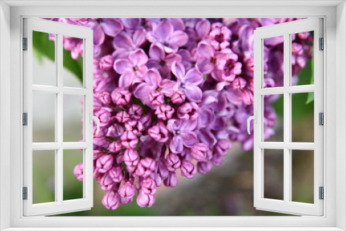 Fototapeta Naklejka Na Ścianę Okno 3D - Purple lilac flowers blooming in a garden
