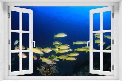 Fototapeta Naklejka Na Ścianę Okno 3D - Fish on underwater coral reef 