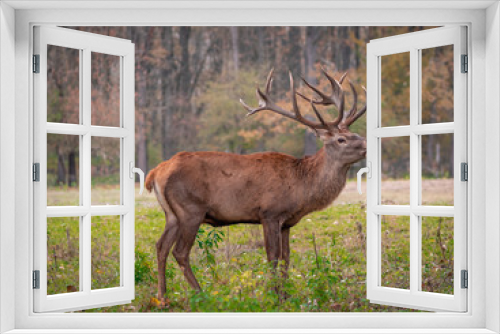 Fototapeta Naklejka Na Ścianę Okno 3D - red deer in the forest