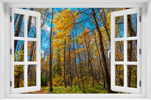 Fototapeta Naklejka Na Ścianę Okno 3D - trees in autumn