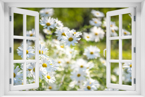 Fototapeta Naklejka Na Ścianę Okno 3D - White flower blooming.