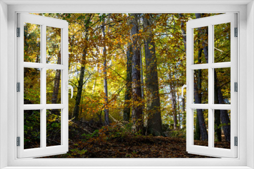 Fototapeta Naklejka Na Ścianę Okno 3D - Herbstmotiv Wald