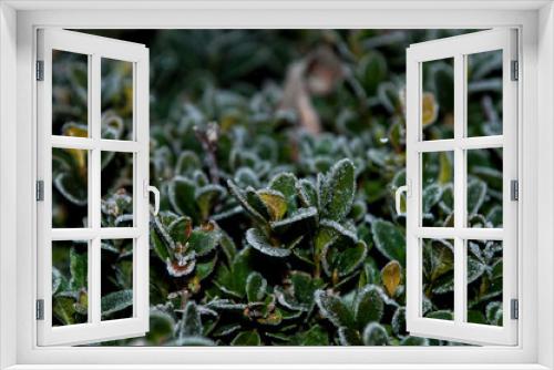 Fototapeta Naklejka Na Ścianę Okno 3D - Frozen plants in light