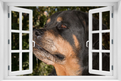 Fototapeta Naklejka Na Ścianę Okno 3D - Rottweiler on guard in garden