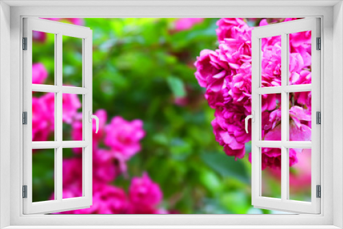 Fototapeta Naklejka Na Ścianę Okno 3D - Blooming orangery begonia
