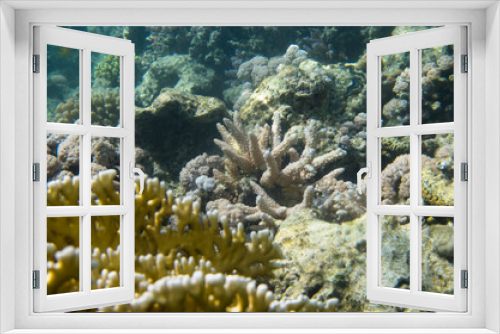 Fototapeta Naklejka Na Ścianę Okno 3D - Corals at the bottom of the Red Sea
