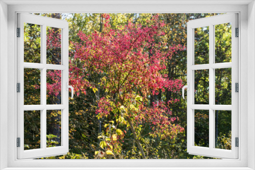 Fototapeta Naklejka Na Ścianę Okno 3D - Red flowering shrub