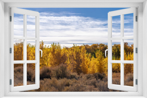 Fototapeta Naklejka Na Ścianę Okno 3D - Autumn trees in Northern Nevada