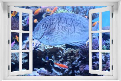 Fototapeta Naklejka Na Ścianę Okno 3D - Fish swimming