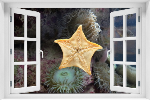 Fototapeta Naklejka Na Ścianę Okno 3D - Starfish under water