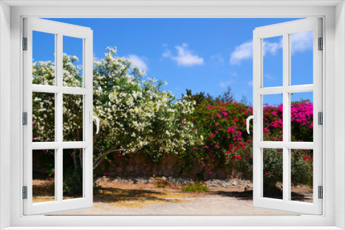 Fototapeta Naklejka Na Ścianę Okno 3D - Blooming Oleander (Oleander Nerium) bush with beautiful white flowers and pink bougainvillea in the park of Tenerife,Canary Islands,Spain.Tropical flora concept.Selective focus.