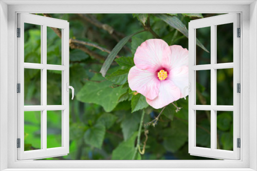 Fototapeta Naklejka Na Ścianę Okno 3D - White Hibiscus Flower