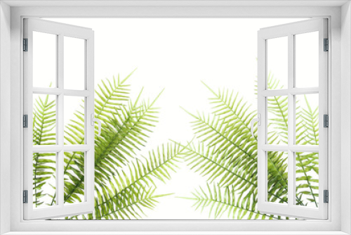 Fototapeta Naklejka Na Ścianę Okno 3D - elevated view of beautiful green fern branches isolated on white