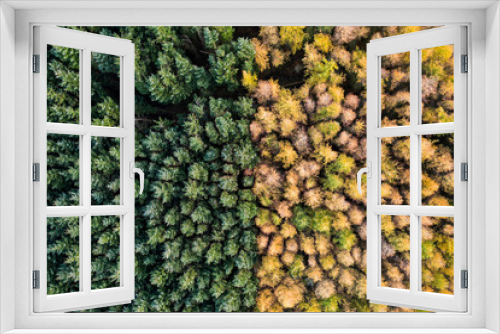 Fototapeta Naklejka Na Ścianę Okno 3D - Aerial view of an unusual woodland split between autumn and green colours