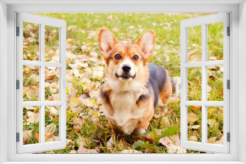 Fototapeta Naklejka Na Ścianę Okno 3D - Pembroke welsh corgi on a walk in the park on nice warm autumn day. Young small tricolored dog outdoors, many fallen yellow leaves on ground. Copy space, background.
