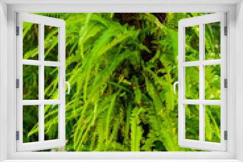 Fototapeta Naklejka Na Ścianę Okno 3D - Beautiful fern leaves in the forest. Selective focus.