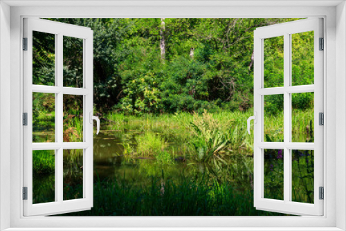 Fototapeta Naklejka Na Ścianę Okno 3D - Swamp in the green deciduous forest at summer