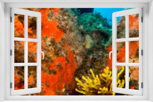 Fototapeta Naklejka Na Ścianę Okno 3D - fondo marino con fondo azul