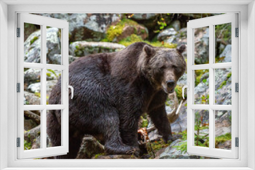 Fototapeta Naklejka Na Ścianę Okno 3D - Bear  on a rocks.  A brown bear in the autumn forest. Adult Big Brown Bear Male. Scientific name: Ursus arctos.