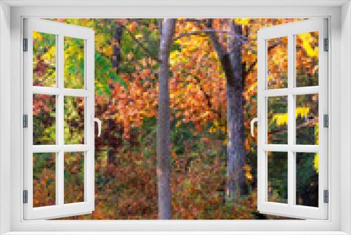 Fototapeta Naklejka Na Ścianę Okno 3D - autumn forest, selective focus