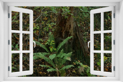 Fototapeta Naklejka Na Ścianę Okno 3D - tree in forest