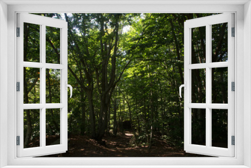 Fototapeta Naklejka Na Ścianę Okno 3D - Summer forest