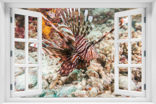 Fototapeta Naklejka Na Ścianę Okno 3D - Lionfish on the coral bottom of the Indian ocean.