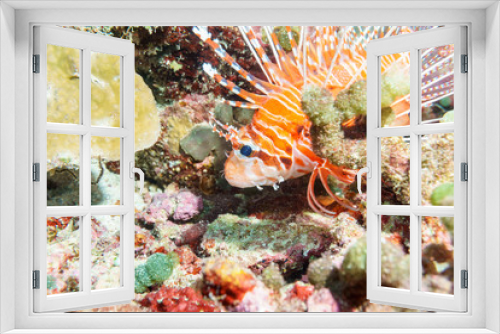 Fototapeta Naklejka Na Ścianę Okno 3D - Lionfish (Pterois volitans) on the coral bottom of the Indian ocean.
