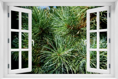 Fototapeta Naklejka Na Ścianę Okno 3D - The texture of natural green is original. Needles of Japanese pine Pinus parviflora Glauca. Close-up of pine needles in focus. Nature for design