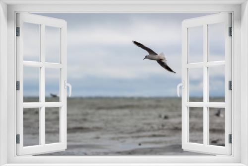 Fototapeta Naklejka Na Ścianę Okno 3D - Fiskmås flyger vid havet