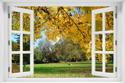 Fototapeta Naklejka Na Ścianę Okno 3D - maple tree in autumn park