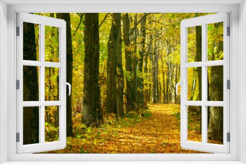 Fototapeta Naklejka Na Ścianę Okno 3D - autumn alley, trees along the path