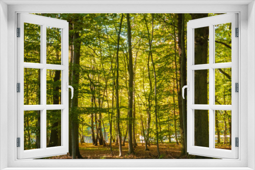 Fototapeta Naklejka Na Ścianę Okno 3D - Buchenwald mit Herbstlaub am Mittellandkanal