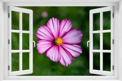 Fototapeta Naklejka Na Ścianę Okno 3D - pink Cosmos flower on the grass