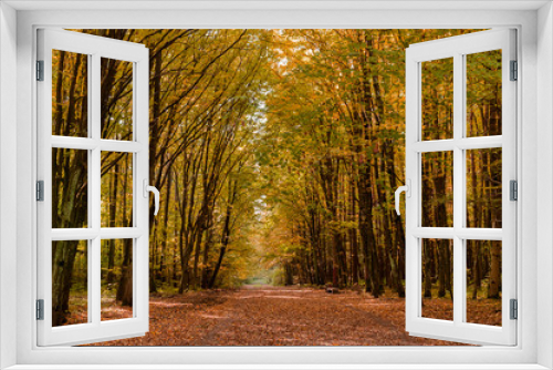 Fototapeta Naklejka Na Ścianę Okno 3D - Jesienny park