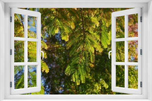 Fototapeta Naklejka Na Ścianę Okno 3D - Tree branches 
